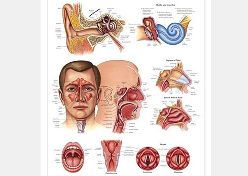 Treatment of all ear, nose and throat